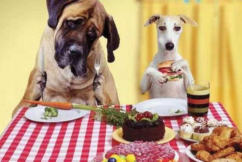 娱乐吃瓜养狗视频在线观看 第2张 娱乐吃瓜养狗视频在线观看 第2张